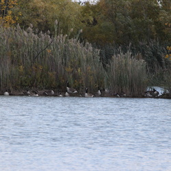 2024-10-10-glenridge-quarry-naturalization-site